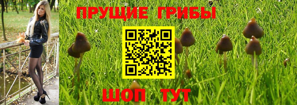 Пенза  Галлюциногенные грибы GOLDEN TEACHER  Галлюциногенные грибы Psilocybine cubensis  Вход с VPN 